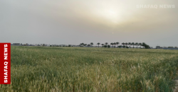 Water scarcity forces Iraq to limit rice farming