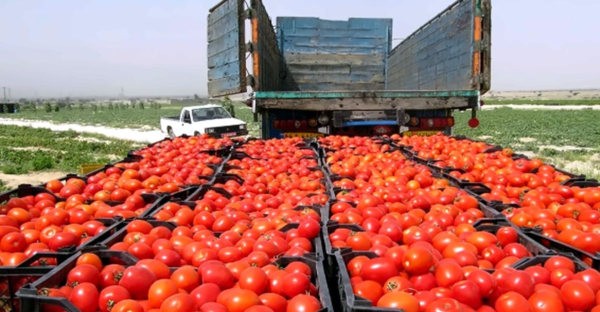 خلال 10 أيام.. 2000 طن من الخضار والفواكه السورية تعبر للأسواق العالمية