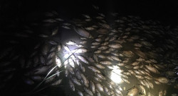 Fish deaths linked to pollution in central Iraq