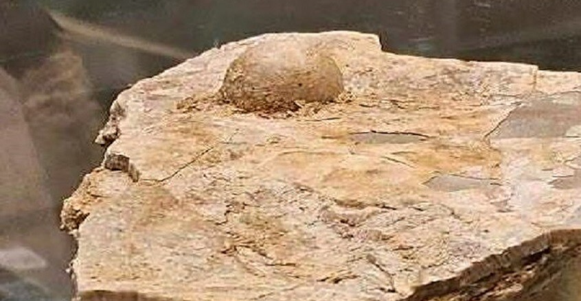 پەیاکردن مروارییگ وە سەنگبوی تەمەن 100 ملیۆن ساڵ لە ئۆسترالیا