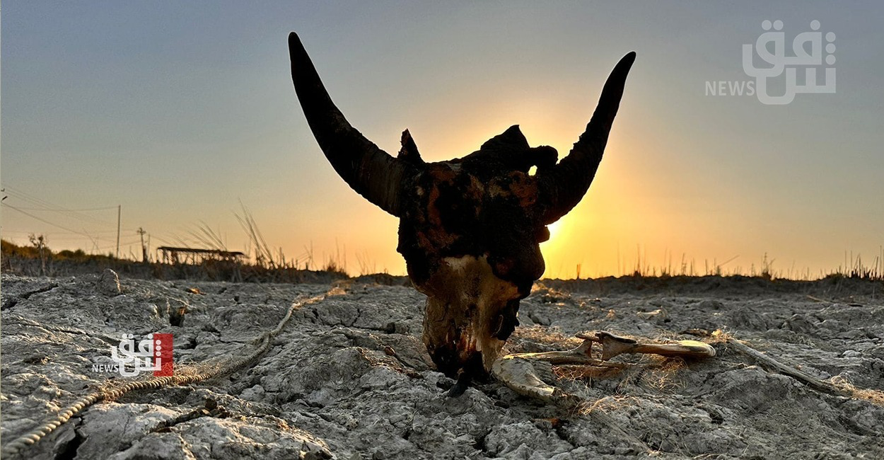 ظهور وحش نادر جنوبي العراق