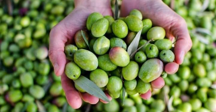 "التغيرات المناخية" تجبر زراعة الزيتون على التراجع بنسبة 35% في سوريا