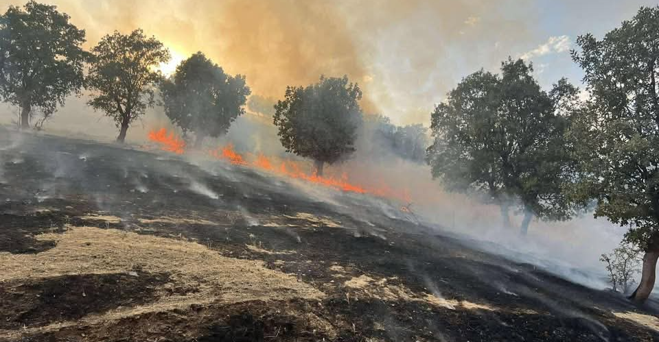 ئاگر هەزار دۆنم لە پویش و بووسانەیل سلێمانی سزنێد.. وینە