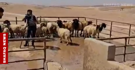 Duhok launches 45-day drive against deadly CCHF