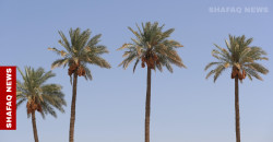 Drought slashes Babil’s date harvest by 40%
