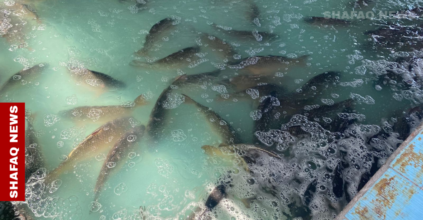 إلى أقل من النصف.. ‏انخفاض أسعار السمك في الرمادي