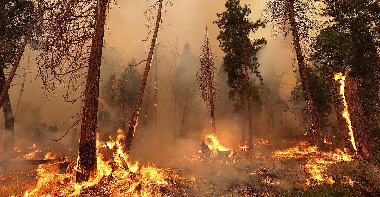 المنظمة العالمية للأرصاد: حرائق الغابات تشكل أحد أبرز مصادر تلوث الهواء