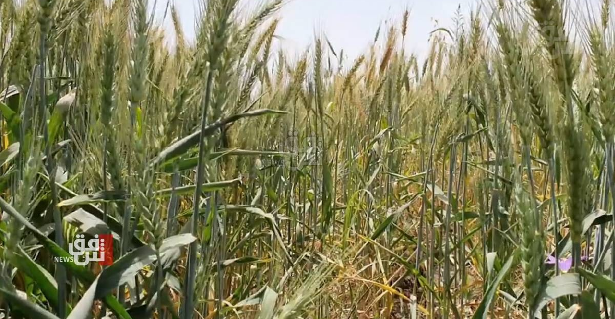 محافظة عراقية مهددة بخسارة 600 مليار دينار وتضرر 65% من سكانها