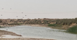 Silent skies over Iraq’s Diyala as climate change drives migratory birds away
