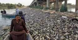 نداء عاجل عبر شفق نيوز.. "انهيار" الثروة السمكية العراقية وخسائر بمليارات الدنانير