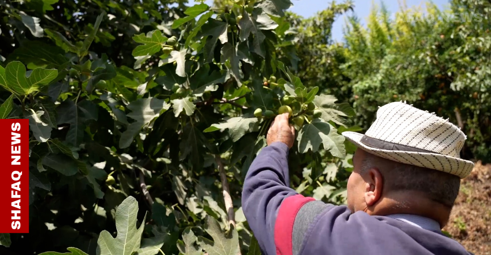 6 آلاف طن من تين عقرة.. فاكهة الجبال تتحدى الجفاف وتغزو الأسواق (صور)