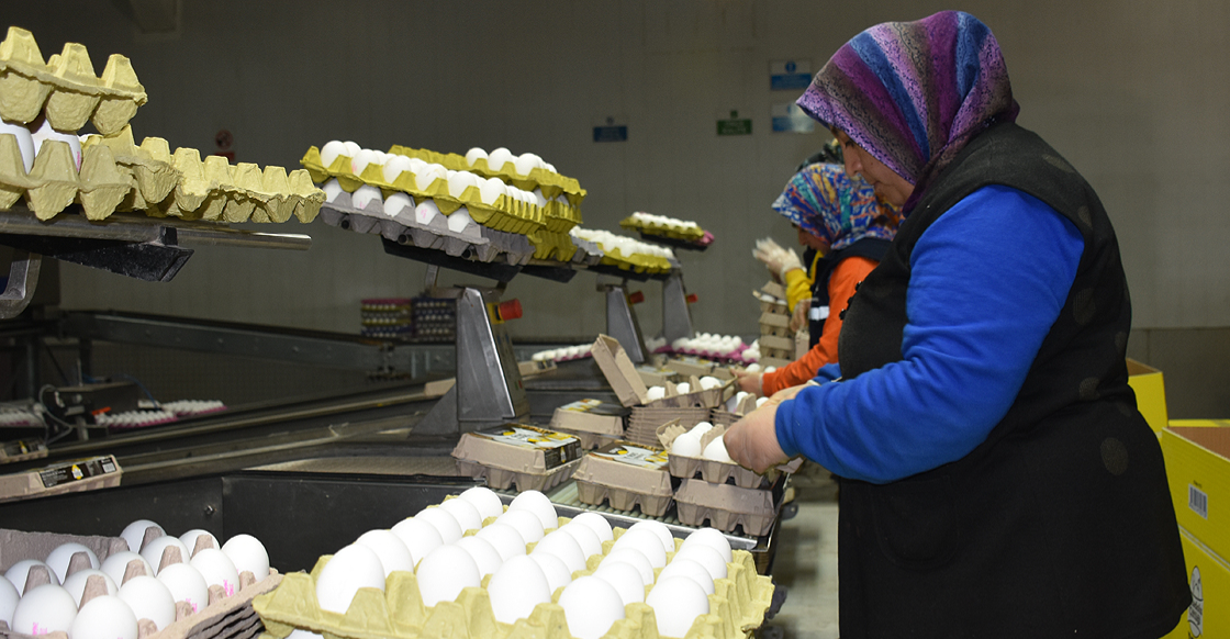 العراق أكبر مستورد للبيض التركي خلال 8 أشهر