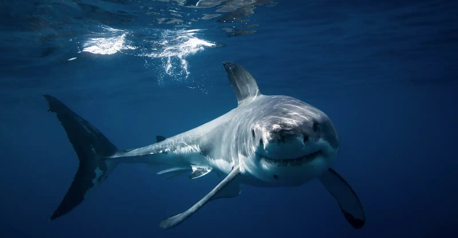 مشهد مذهل ونادر.. سياح يوثقون قرشاً أبيض يلتهم حوتاً في كندا