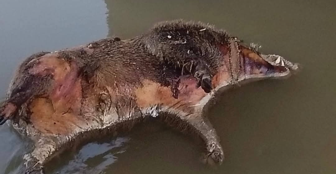 ديالى.. توضيح رسمي بشأن "خنازير نافقة" داخل مشروع ماء