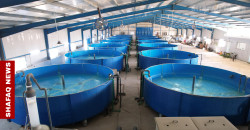 Iraq enforces closed fish farming to combat water scarcity