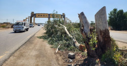 Drought, firewood trade strip Iraq’s orchards