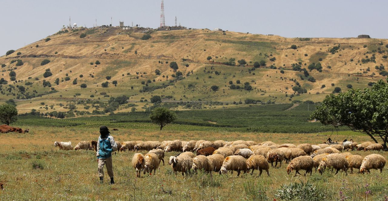 "ثروة حيوانية تحت الضغط".. كيف تواجه سوريا أزماتها الاقتصادية والوبائية؟
