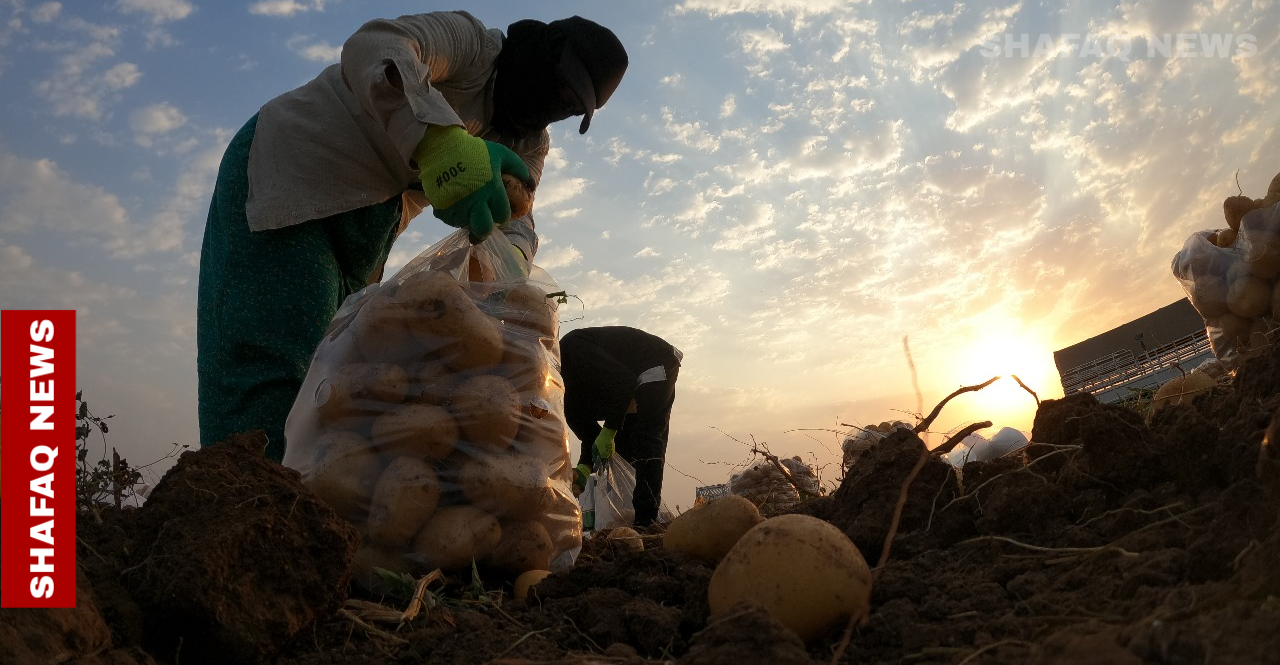 نصف تريليون دينار للفلاحين العراقيين.. وتوضيح حكومي بشأن التوزيع