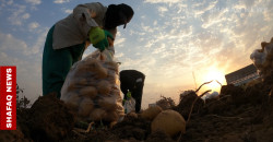 نصف تريليون دينار للفلاحين العراقيين.. وتوضيح حكومي بشأن التوزيع