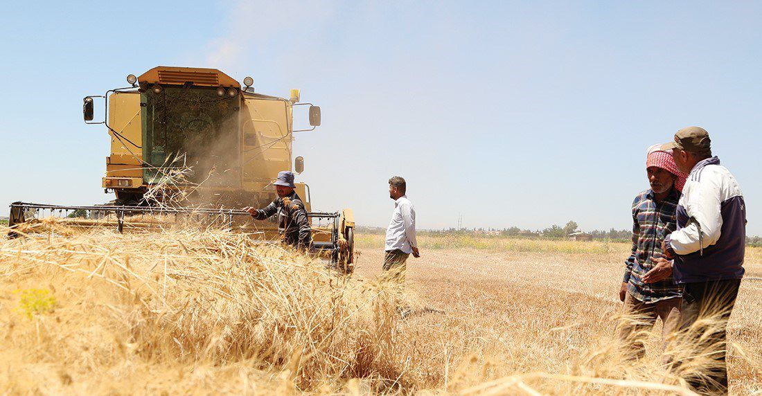 Cultivated wheat area in Syria falls 13% in 2024–2025 season