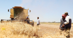 Cultivated wheat area in Syria falls 13% in 2024–2025 season