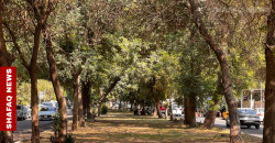 Baghdad bans tree removal on Abu Nuwas Street