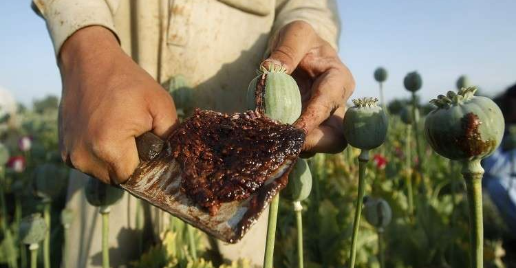 راپۆرتیگ بەریتانی ئاشکرای پلانیگ ئیران کەێد ئەرا کاڵین تلیاک وەشیوەیگ یاسایی
