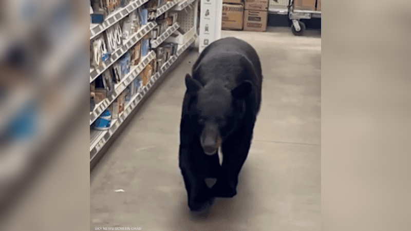 خرس چوودە ناو بازاڕیگ ئەمریکی و پەلامار کەیوانوویگ دەێد