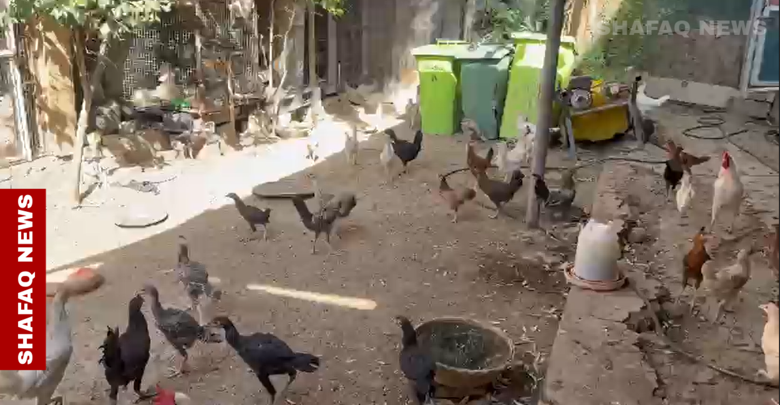 فضيحة في تربية ديالى.. "حظيرة حيوانات" داخل مبنى إداري (فيديو)