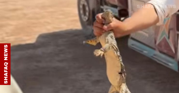 Desert hunt: Tradition and controversy over hunting lizards in Kirkuk
