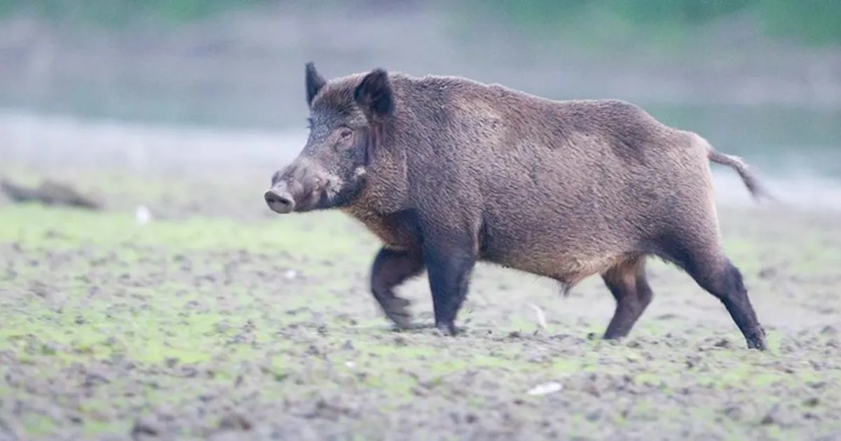 رحلة صيد خنازير تنتهي بمأساة في ديالى
