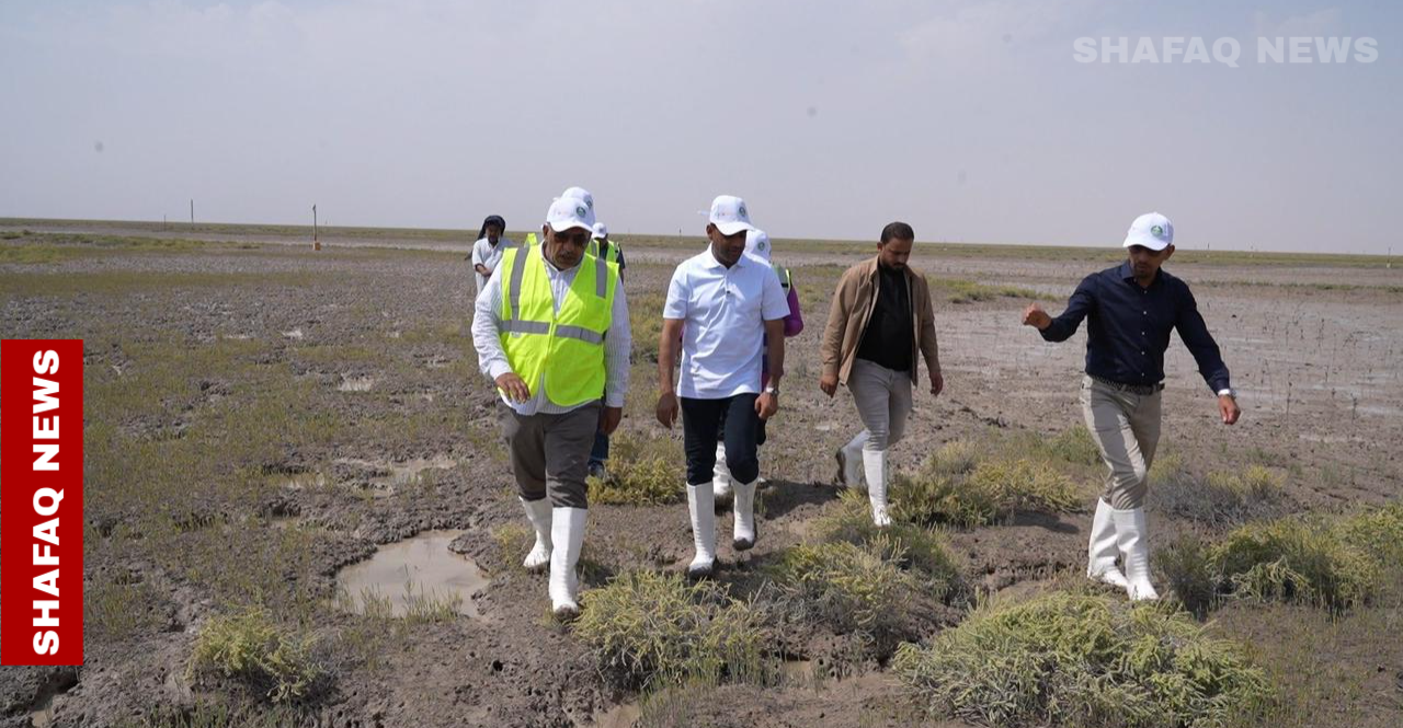 6 كيلومترات من الخضار.. "المانغروف" يكتب قصة جديدة  في البصرة (فيديو)