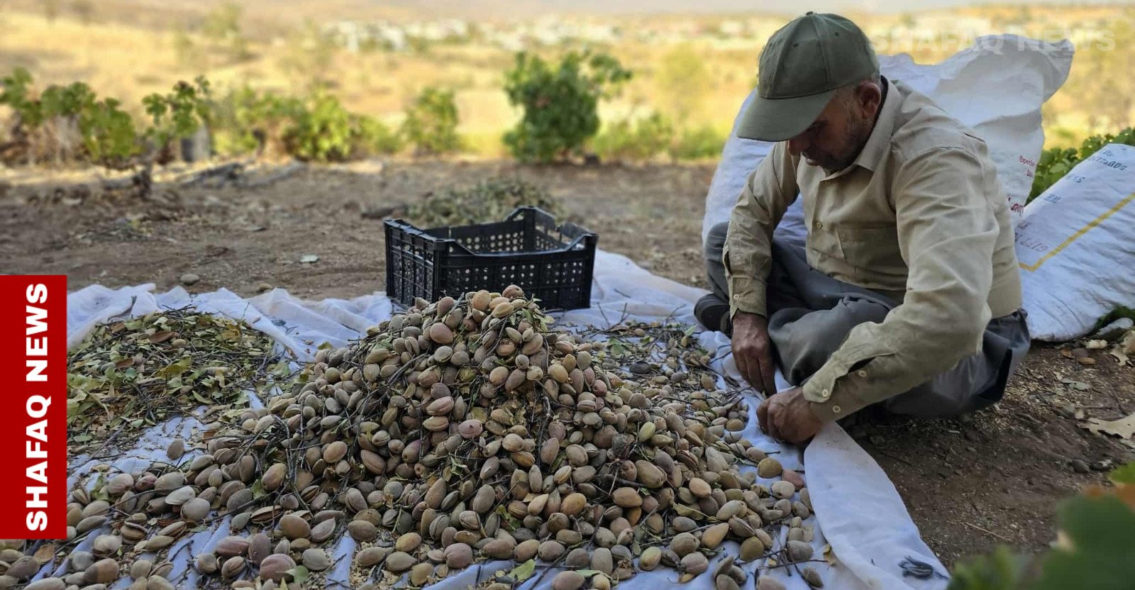 الظروف المناخية تضرب موسم اللوز في دهوك وترفع أسعاره للضعف (صور)