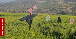 المزارعون يمتنعون عن قتلها.. الخنازير البرية تتلف رز العمّادية (صور)