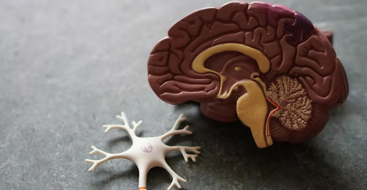 دراسة تحذّر من قلة النوم.. تساهم في شيخوخة الدماغ مبكراً