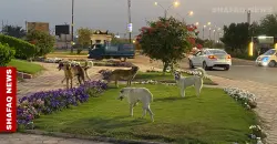 Night falls, dogs roam: Fear spreads in al-Anbar