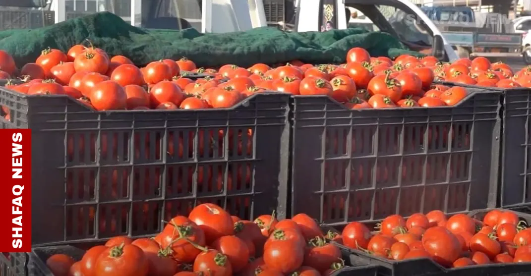 العراق يسمح مجدداً باستيراد الطماطم والبصل بسبب قلة إنتاجهما