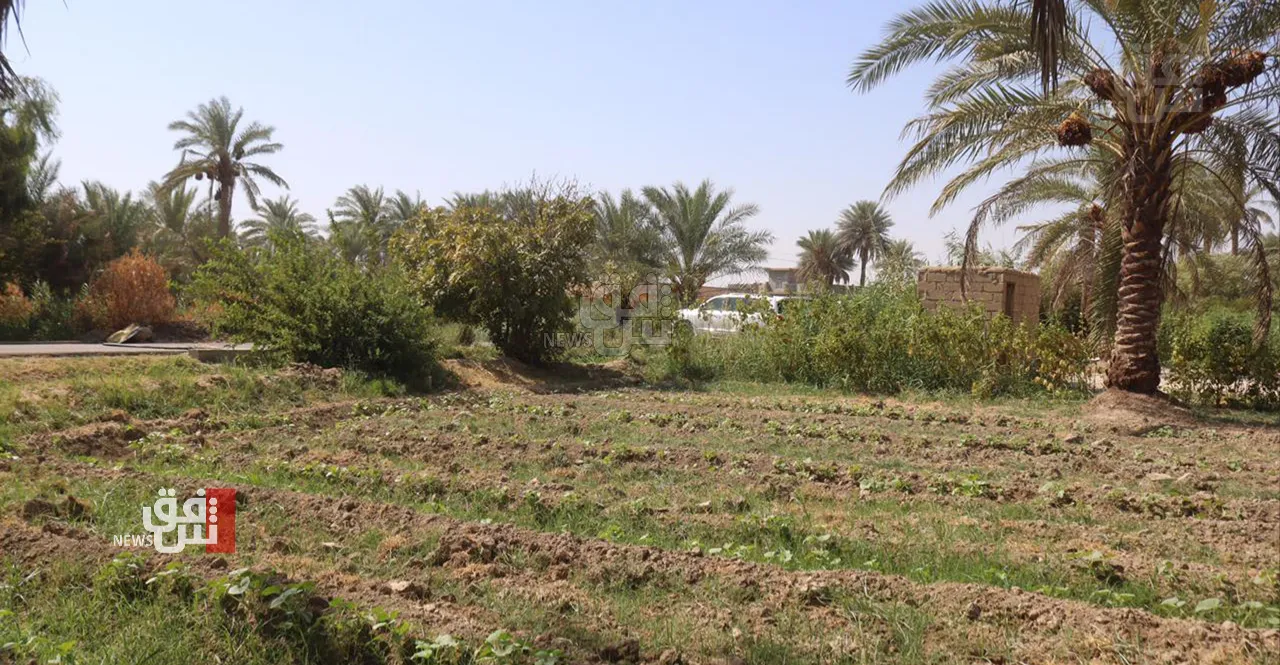 Water crisis cuts Dhi Qar’s winter planting to record low