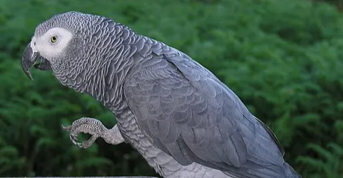 بغداد.. القبض على فتاة بعد سرقتها "ببغاء"