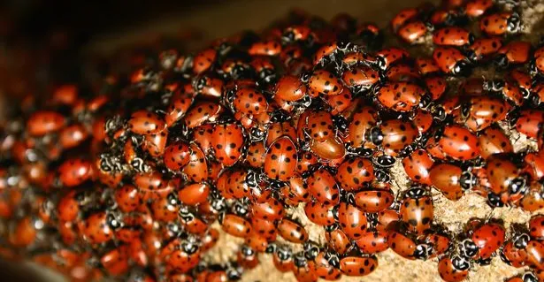 بريطانيا.. أسراب الخنافس تغزو المنازل مع اقتراب الشتاء (فيديو)