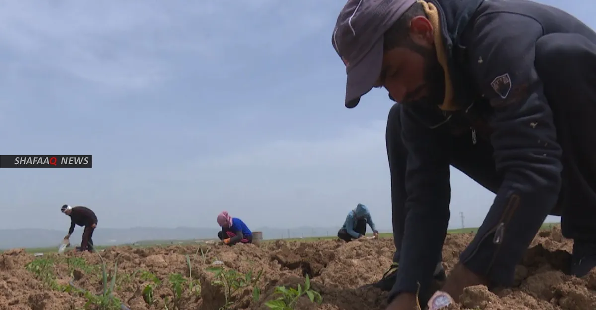 إطفاء ديون وإعفاءات لفلاحي النجف في توصيات لمجلس المحافظة