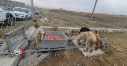 Severe disease outbreak hits Kirkuk animal reserve