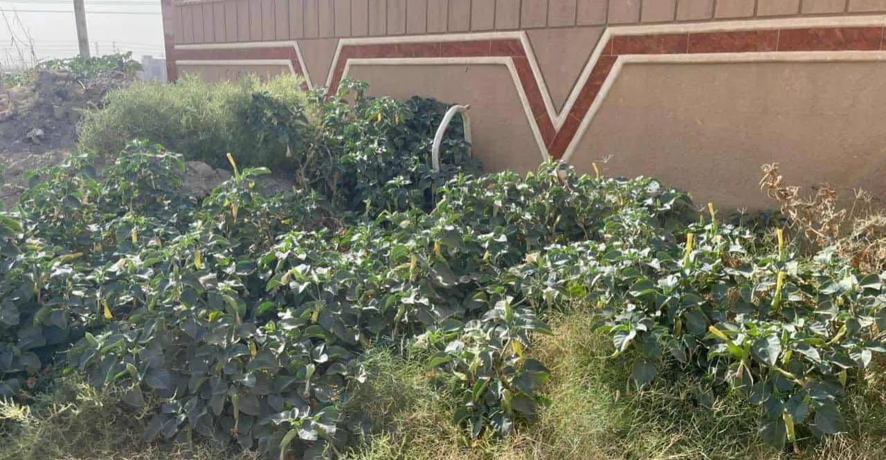 Toxic Datura plant spreads across Iraq’s al-Anbar