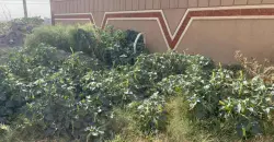 Toxic Datura plant spreads across Iraq’s al-Anbar
