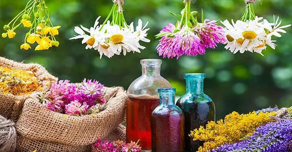 مخالفة تهدد التوازن.. إيلام الفيلية تحذر من قطف النباتات الطبية والبرية