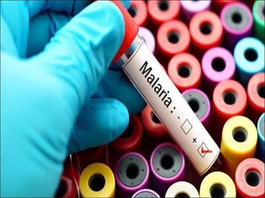 ‏گوڵیگ توەنێد چارەسەر بیماری مەلاریا بکەێد