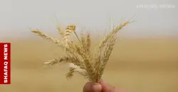 Water shortage forces Iraq to tighten crop plan