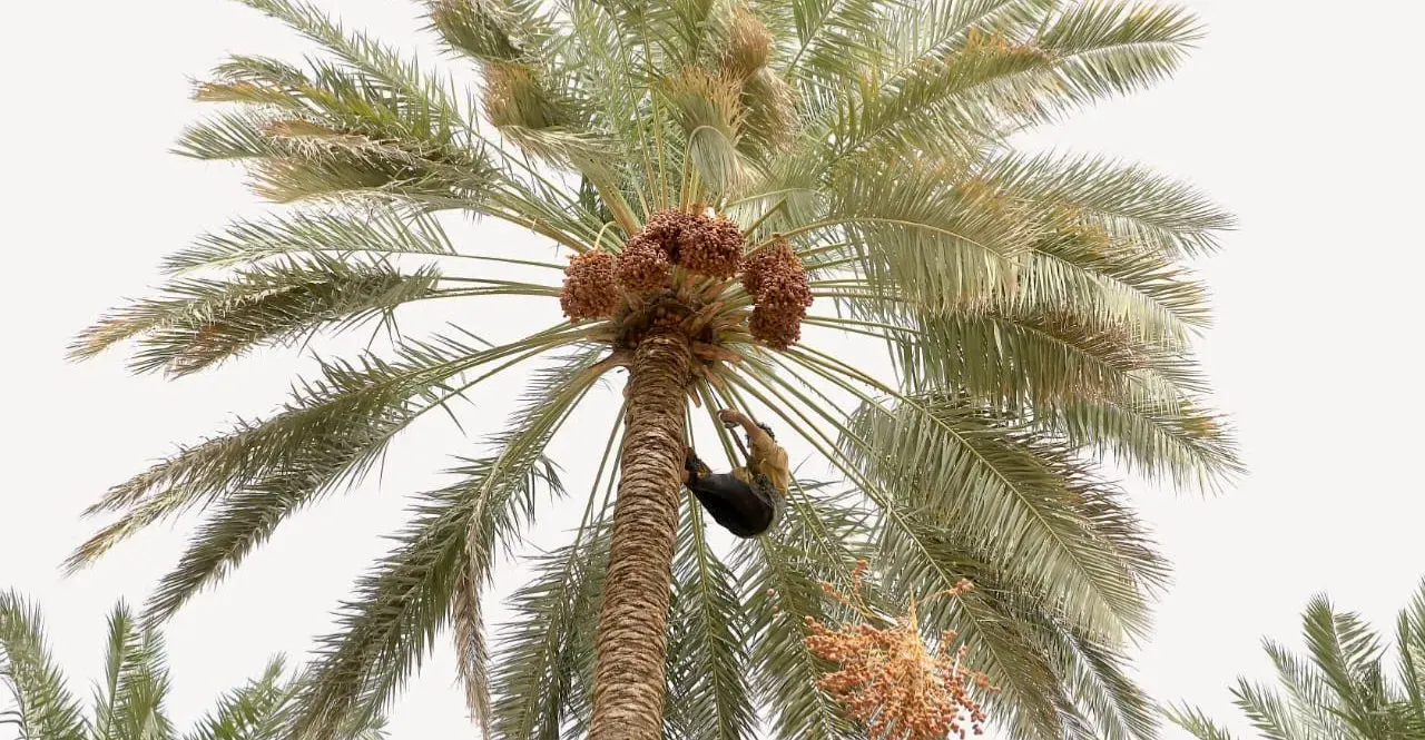 Iraqi date capital: Al-Suwayrah tops 100K tons in record season