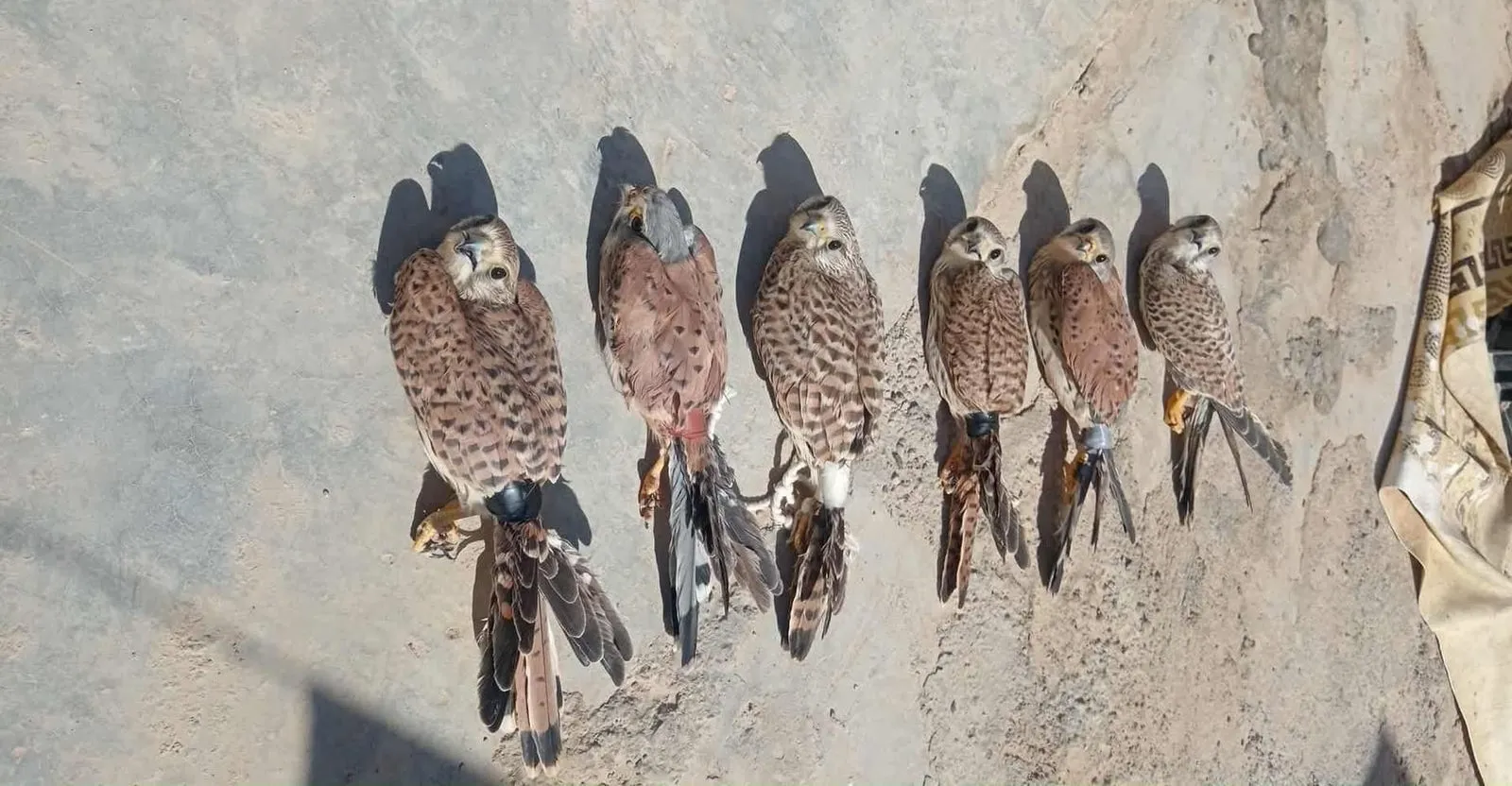 "جرائم بيئية" تداهم موسم الطيور المهاجرة في مدينة عراقية