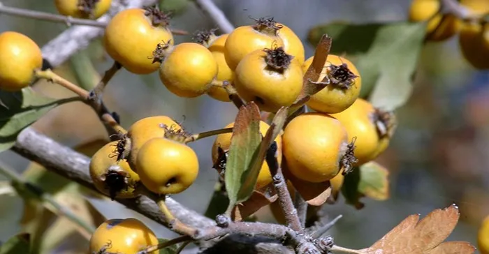 "الگيُوج".. فاكهة برية بطبيعة دوائية وإرث إيلام الفيلية